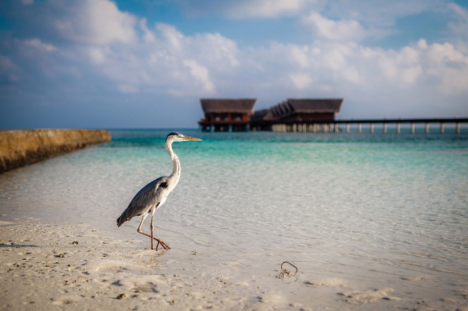 Итальянская сказка для молодоженов: Albione осуществляет мечты