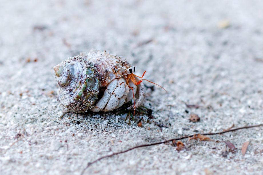 Итальянская сказка для молодоженов: Albione осуществляет мечты